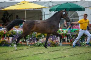 030 Cavtat PKZ x Calypso II (Chica)  A1P6203