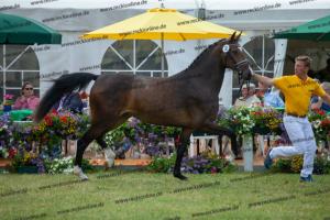 030 Cavtat PKZ x Calypso II (Chica)  A1P6204