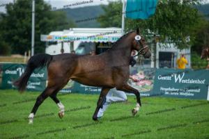 030 Cavtat PKZ x Calypso II (Chica)  A1P6211