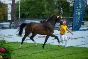 030 Cavtat PKZ x Calypso II (Chica)  A1P6212