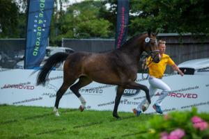 030 Cavtat PKZ x Calypso II (Chica)  A1P6213