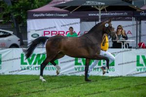 030 Cavtat PKZ x Calypso II (Chica)  A1P6214