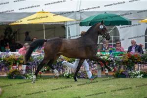 030 Cavtat PKZ x Calypso II (Chica)  A1P6215