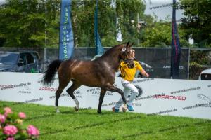 030 Cavtat PKZ x Calypso II (Chica)  A1P6339