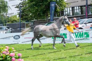 031 Chacoon Blue x Calido (Chattanooga) DSC01236