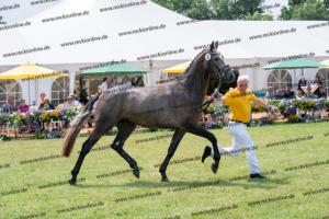 032 Cornets Iberio x Carthago (Caramella) DSC01253