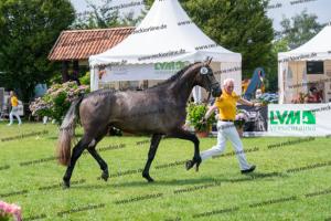 032 Cornets Iberio x Carthago (Caramella) DSC01256
