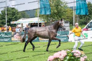 032 Cornets Iberio x Carthago (Caramella) DSC01257