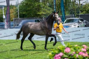 032 Cornets Iberio x Carthago (Caramella) DSC01262