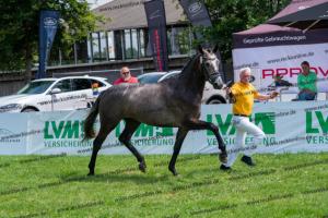 032 Cornets Iberio x Carthago (Caramella) DSC01264
