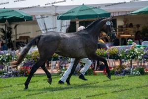 032 Cornets Iberio x Carthago (Caramella) DSC01267