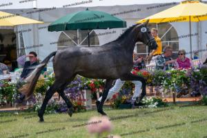 032 Cornets Iberio x Carthago (Caramella) DSC01269