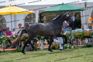 032 Cornets Iberio x Carthago (Caramella) DSC01270