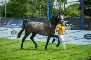 032 Cornets Iberio x Carthago (Caramella)  A1P6235