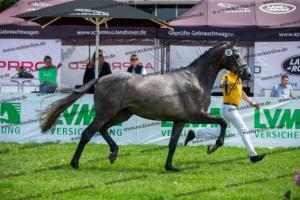 032 Cornets Iberio x Carthago (Caramella)  A1P6237