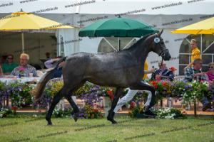 032 Cornets Iberio x Carthago (Caramella)  A1P6239