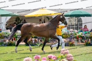 033 Balou du Rouet x Voltaire (Balouna)) DSC01274