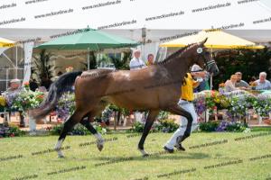 033 Balou du Rouet x Voltaire (Balouna)) DSC01276