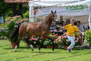 033 Balou du Rouet x Voltaire (Balouna)) DSC01279