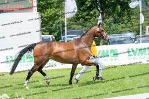 033 Balou du Rouet x Voltaire (Balouna)) DSC01285