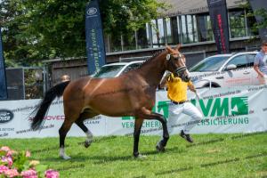 033 Balou du Rouet x Voltaire (Balouna)) DSC01289