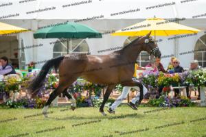 033 Balou du Rouet x Voltaire (Balouna))  A1P6260