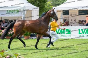 034 Hickstead White x Crawford (Hanni) DSC01296