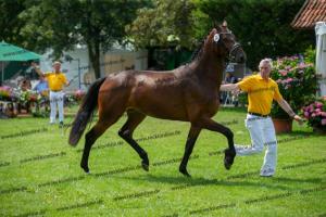 034 Hickstead White x Crawford (Hanni)  A1P6263