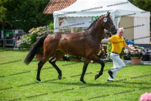 034 Hickstead White x Crawford (Hanni)  A1P6264