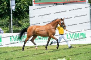 035 Lordanos x Cariletto (Lütte Deern) DSC01339