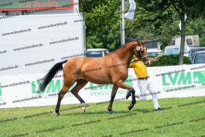 035 Lordanos x Cariletto (Lütte Deern) DSC01340
