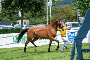 035 Lordanos x Cariletto (Lütte Deern) DSC01341