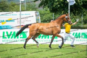 035 Lordanos x Cariletto (Lütte Deern)  A1P6281