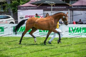 035 Lordanos x Cariletto (Lütte Deern)  A1P6283