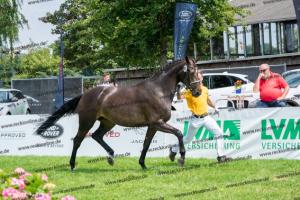 036 A la Carte NRW x Arpeggio (Alpha Life) DSC01370