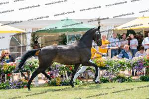 036 A la Carte NRW x Arpeggio (Alpha Life) DSC01373