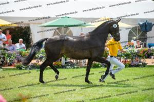 036 A la Carte NRW x Arpeggio (Alpha Life)  A1P6299