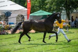 036 A la Carte NRW x Arpeggio (Alpha Life)  A1P6300