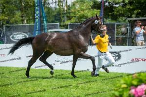 036 A la Carte NRW x Arpeggio (Alpha Life)  A1P6302