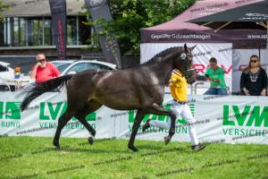 036 A la Carte NRW x Arpeggio (Alpha Life)  A1P6303