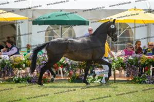 036 A la Carte NRW x Arpeggio (Alpha Life)  A1P6305