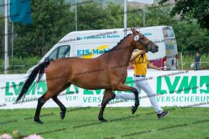 037 Chin Chin x Cassandra (Candice RS) DSC01377