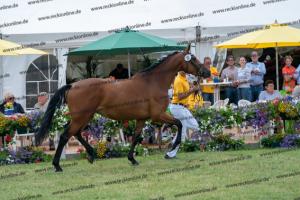 037 Chin Chin x Cassandra (Candice RS) DSC01384