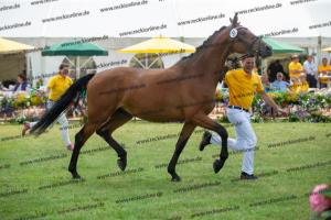 037 Chin Chin x Cassandra (Candice RS)  A1P6307