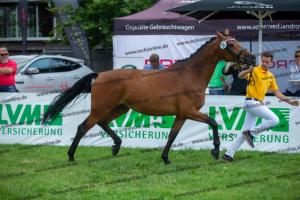 037 Chin Chin x Cassandra (Candice RS)  A1P6311