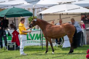 038 Olivier K WE x Top Nonstop (Reine Seide K WE) DSC01536