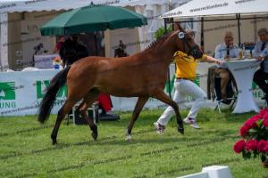 038 Olivier K WE x Top Nonstop (Reine Seide K WE) DSC01543