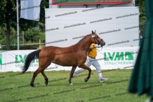 038 Olivier K WE x Top Nonstop (Reine Seide K WE) DSC01547