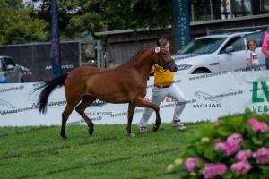 038 Olivier K WE x Top Nonstop (Reine Seide K WE) DSC01551