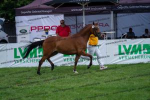 038 Olivier K WE x Top Nonstop (Reine Seide K WE) DSC01553